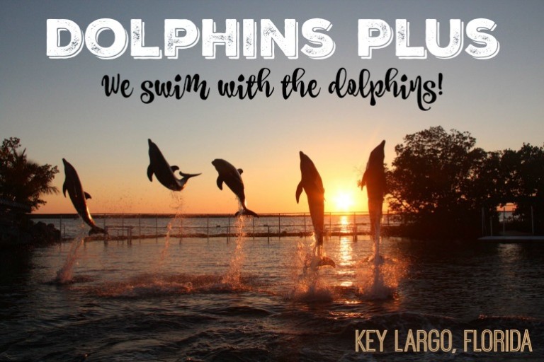 Dolphins Plus :: We swim and play with dolphins in a natural lagoon ...