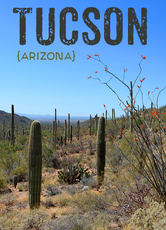Tucson :: Arizona-Sonora Desert Museum, Saguaro National Park {Arizona}
